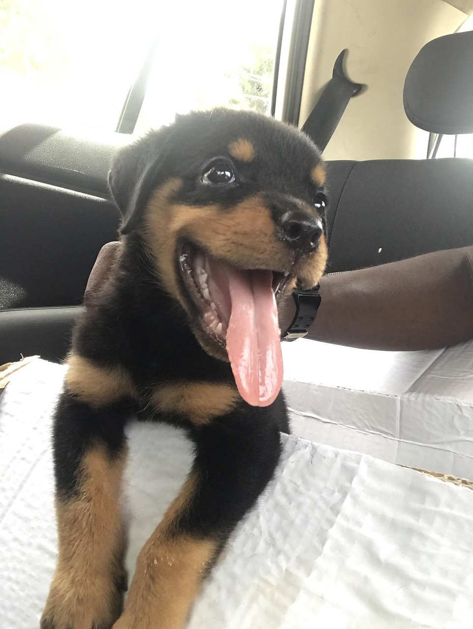 Cyoot Rottweiler Rottweiler Chiot - Photo gratuite sur Pixabay - Pixabay