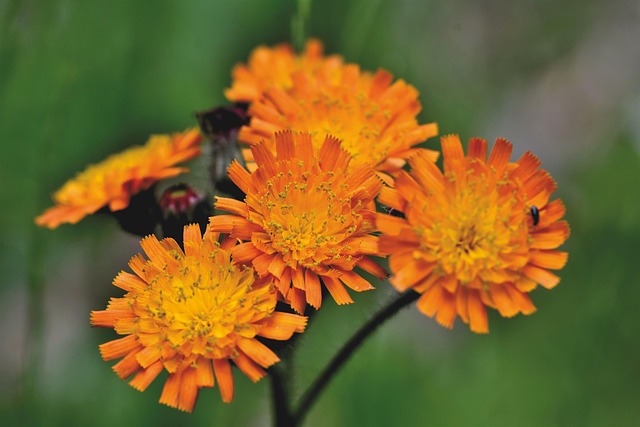 Hawkweed Rojo Anaranjado, Composicion