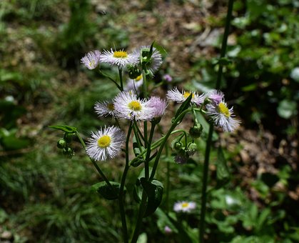 Free Fleabane Wildflower photo and picture