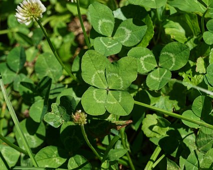 Free Four-Leafed-Clover Clover photo and picture