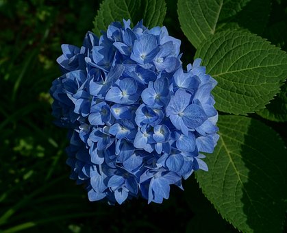 Free Deep-Blue Hydrangea Flower photo and picture