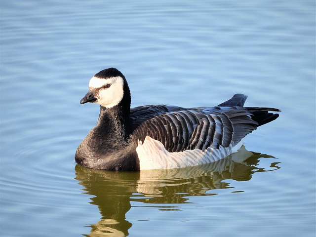 Free Barnacle Goose Waterfowl photo and picture