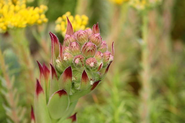 Free Houseleek Sempervivum photo and picture