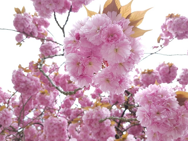 Free Blossom Bloom photo and picture
