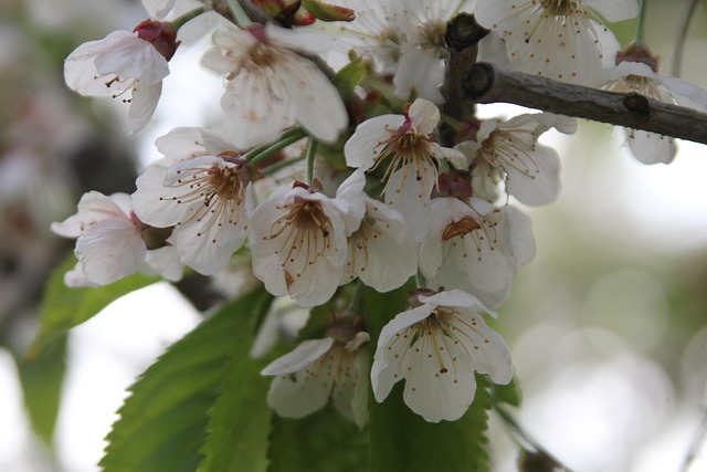 Free Blossom Bloom photo and picture