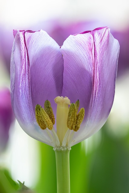 Tulipán, Países Bajos, Tulipanes