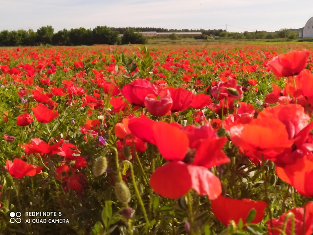Feld Mohn - Kostenloses Foto auf Pixabay - Pixabay