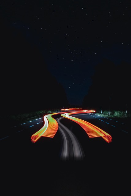 Free Night Forest photo and picture