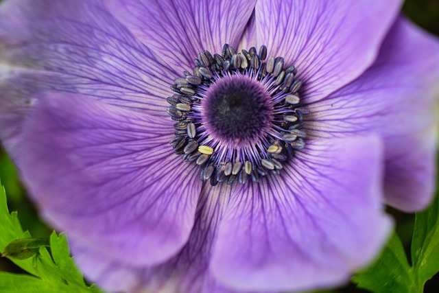 Free Flower Beautiful Flowers photo and picture