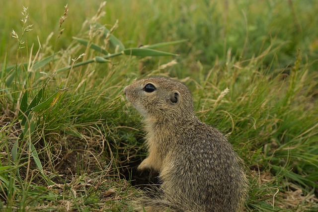 Free Squirrell Nature photo and picture
