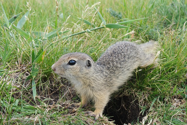 Free Squirrell Nature photo and picture