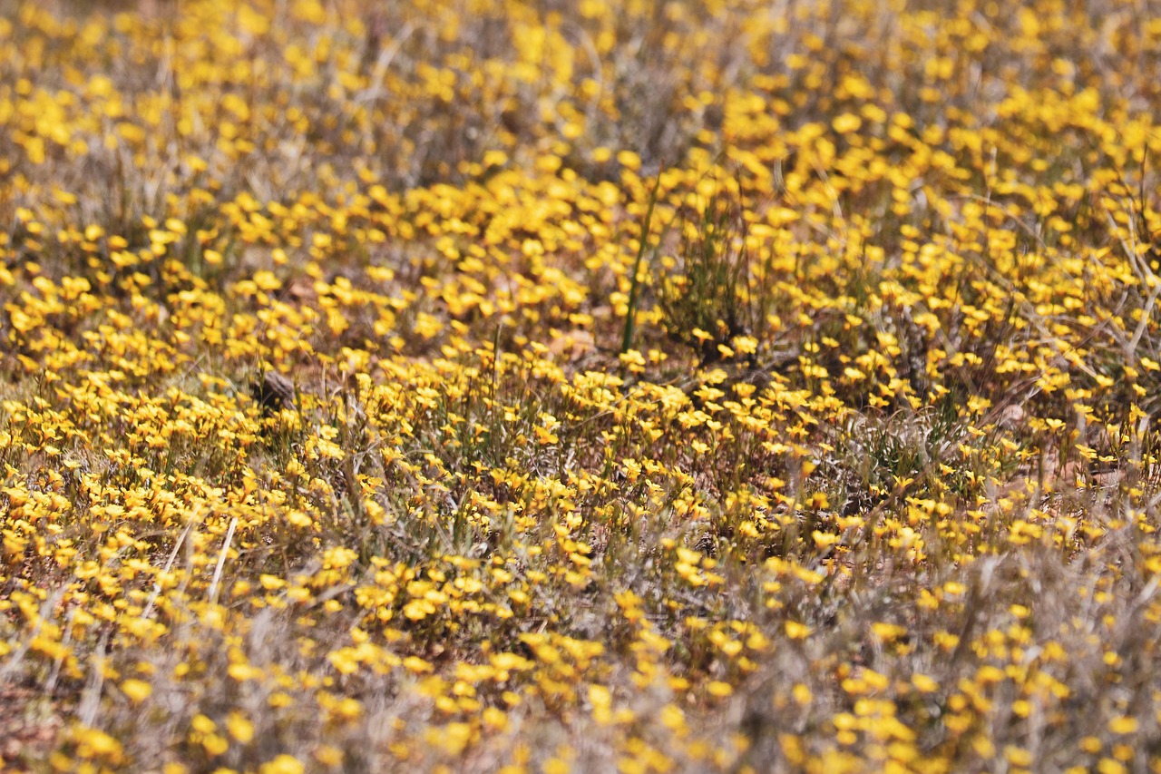 Cadre De Fleurs Jaunes | Photo Gratuite