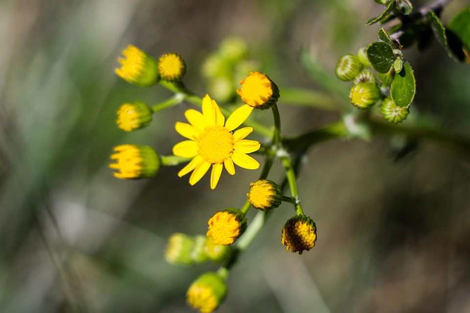 Arizona Nature Flower - Free photo on Pixabay