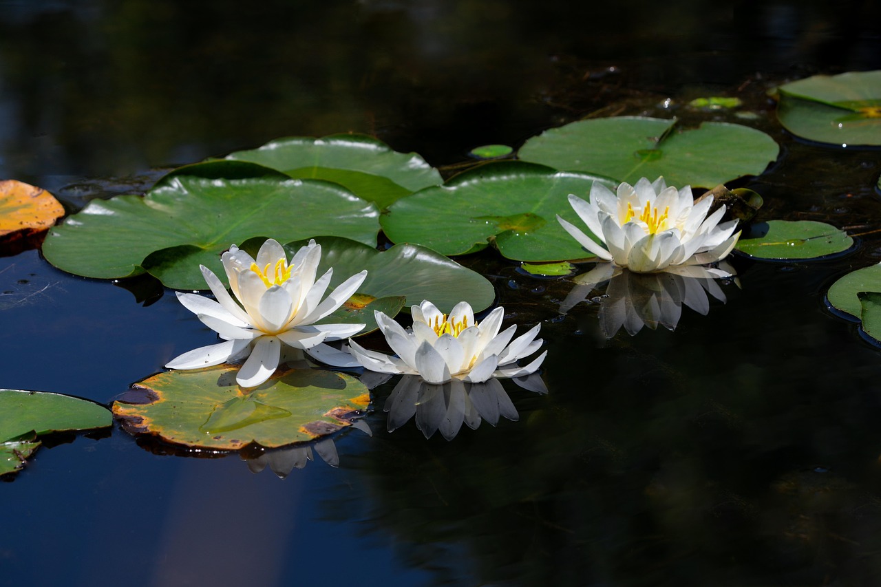 수련 백수련 연 - Pixabay의 무료 사진 - Pixabay