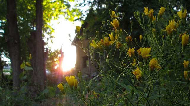 Free Sunset Garden photo and picture