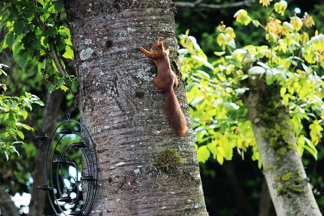 Tree Squali peacedreamlady - Pixabay