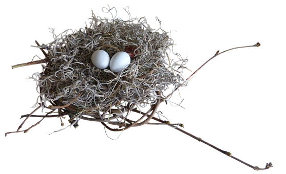 Free Nest Bird Nest illustration and picture