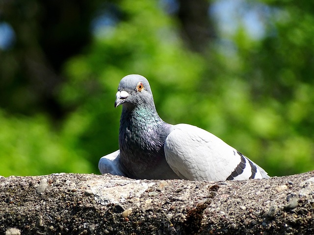 Free Dove Bird photo and picture