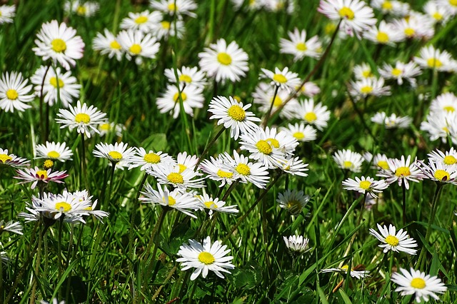 Free Daisy Meadow photo and picture