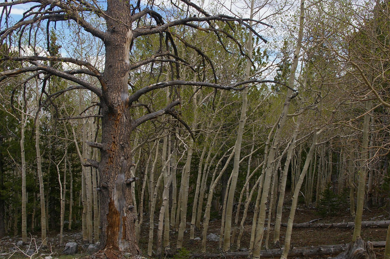 Persen Tree Trees Aspens Ponderosa Pine - Free photo on Pixabay