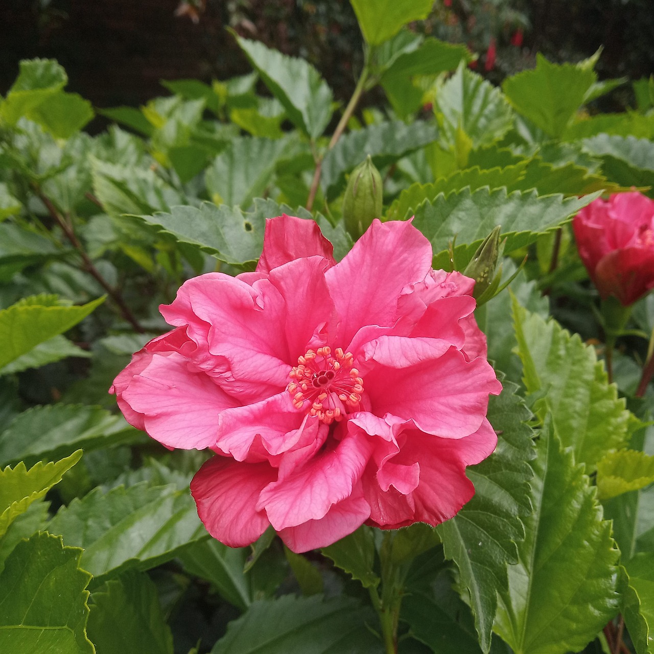 花 红润 自然 - Pixabay上的免费照片 - Pixabay