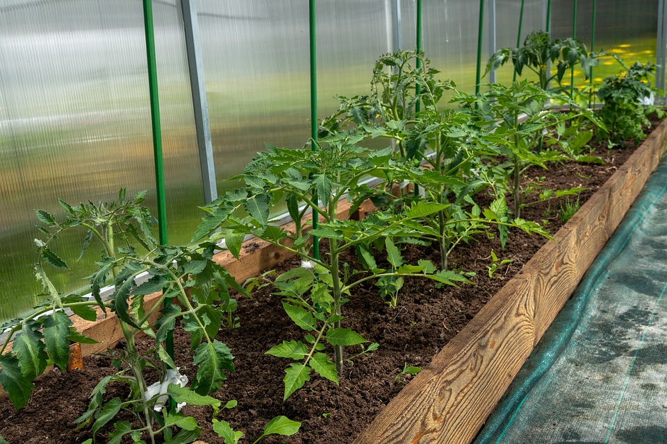 Tomatoes, Bloom, Yellow, The Flowers Of Tomatoes