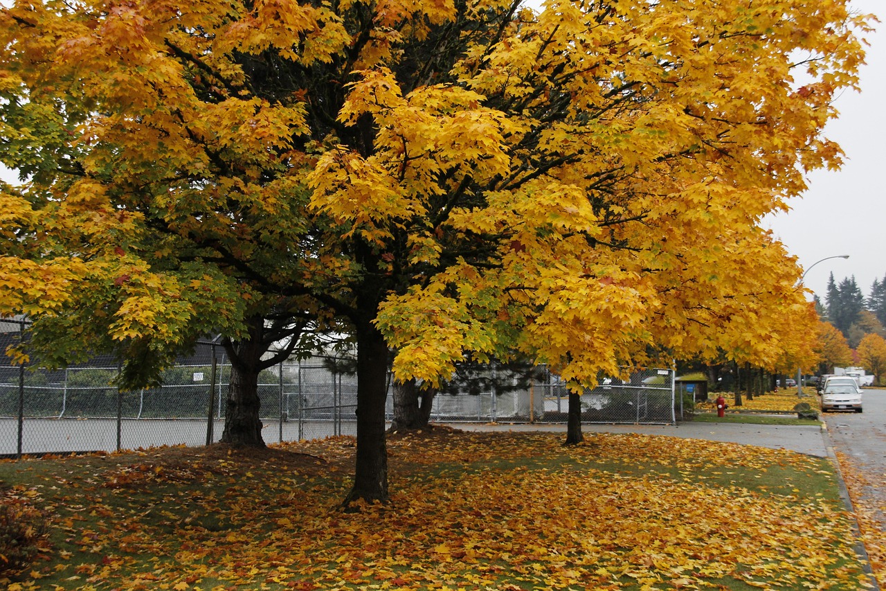 50,000+ Stunning Fall Picture Ideas for Free [HD] - Pixabay