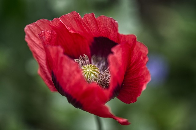 100+ Free Clap & Poppy Images - Pixabay