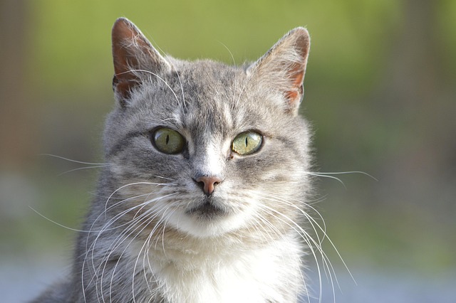 Free Cat Nature photo and picture
