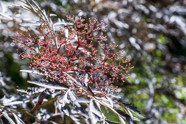 Free Elder Slit-Leafed Elderberry photo and picture