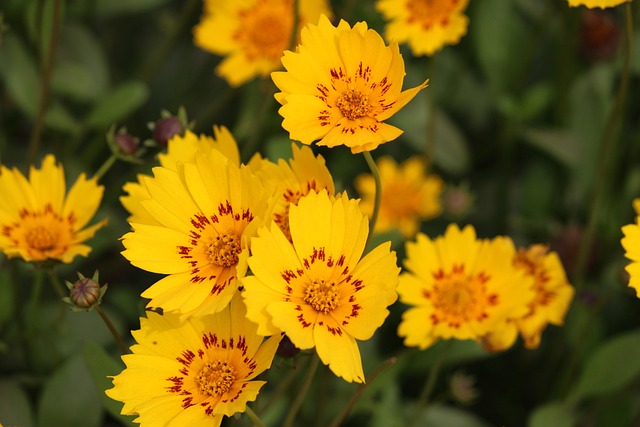 Flor, Bloom, Fundo Flor