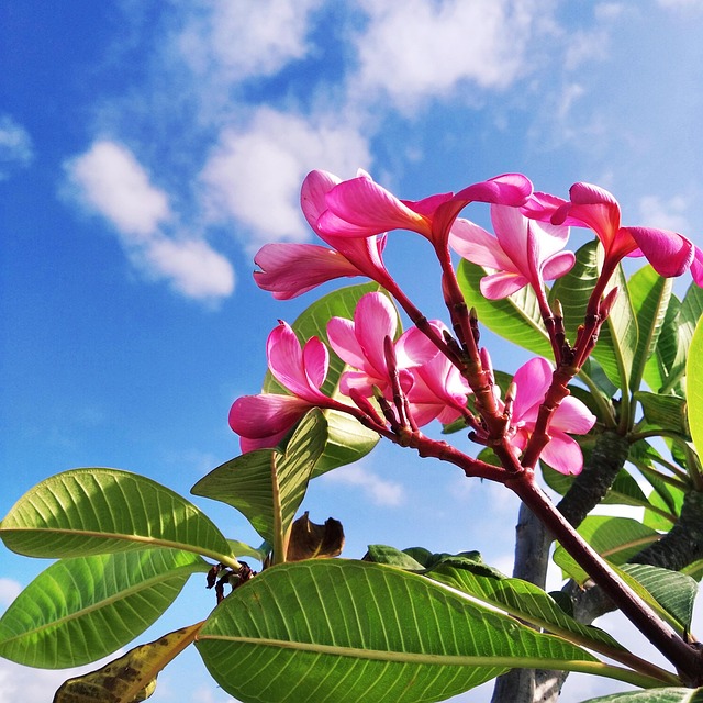 Frangipani, Rød, Frangipani Blomst
