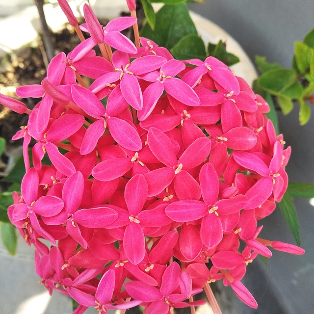 Ixora Coccinea, Jungle Geranium