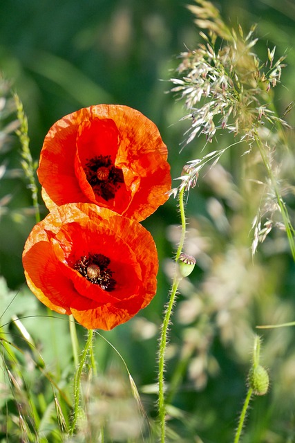 Valmue, Blomst, Knopp, Sommer, Natur