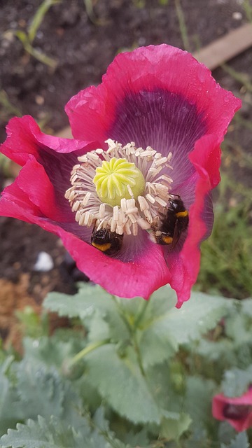 Free Garden Flowers photo and picture