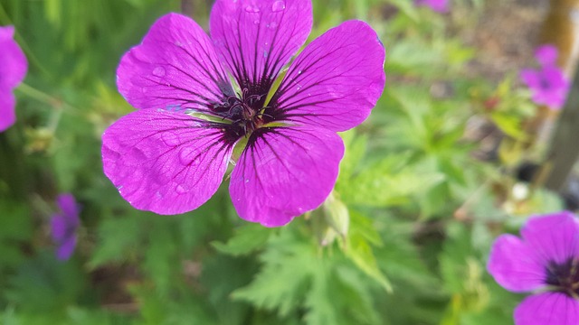 Free Garden Flowers photo and picture