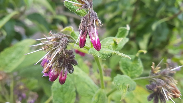 Free Garden Flowers photo and picture