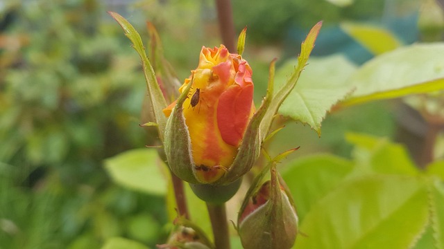 Free Garden Flowers photo and picture