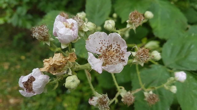 Free Wild Flowers photo and picture