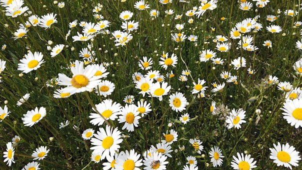 Free Camomile Nature photo and picture