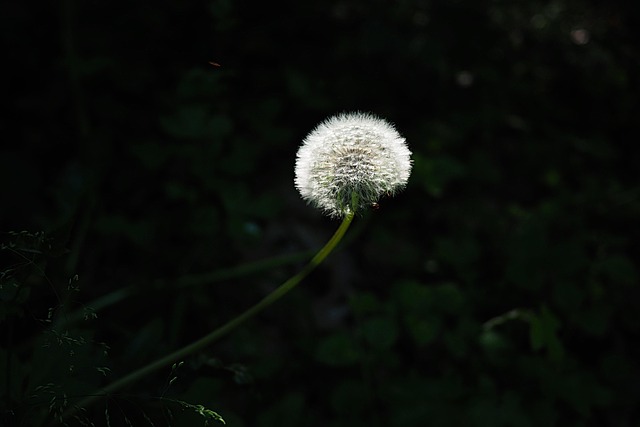 Free Nature Dandelion photo and picture
