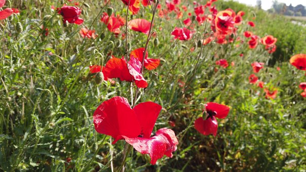 Free Poppy Red Flower photo and picture