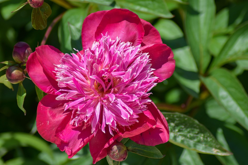 Fleur Roe Fleur Rose La Nature Le - Photo gratuite sur Pixabay - Pixabay