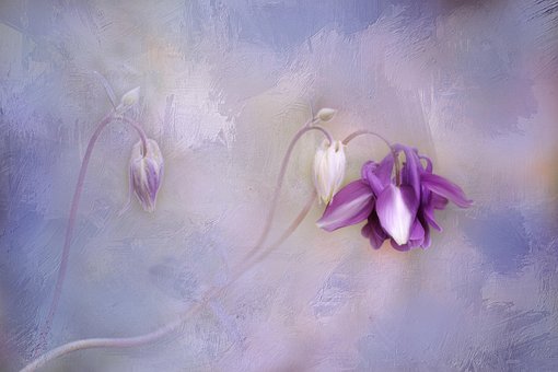 Free Columbine Flower Background photo and picture