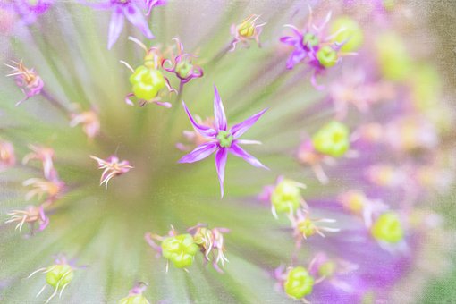 Free Floral Nature photo and picture
