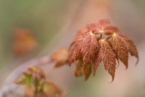 Free Leaf Fall photo and picture
