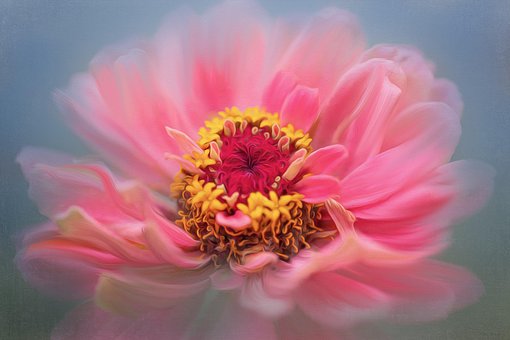 Free Peony Flower Wallpaper photo and picture