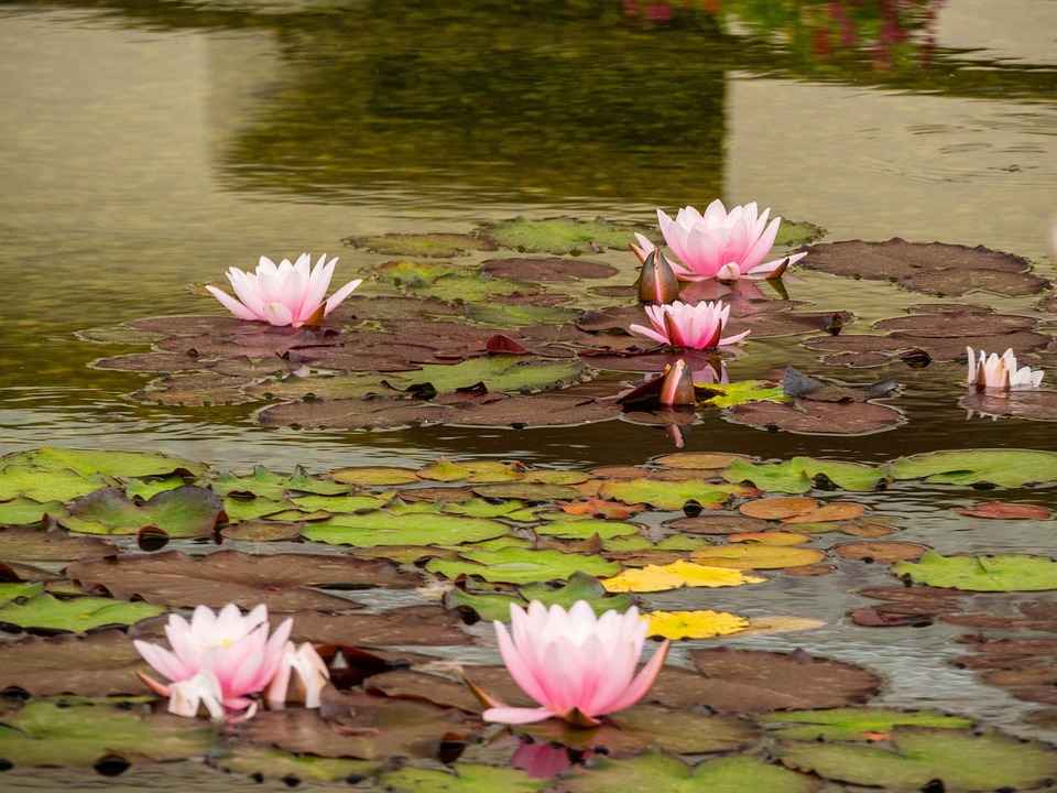 Pond Reference Waterlily Water Pond - Free photo on Pixabay - Pixabay