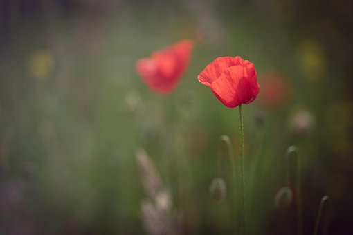 Valmue, Våren, Blomst Tapet, Sommer