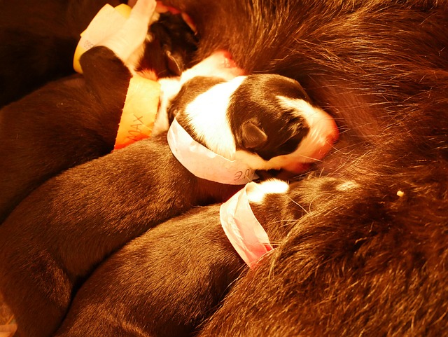 Free Puppies Puppy photo and picture